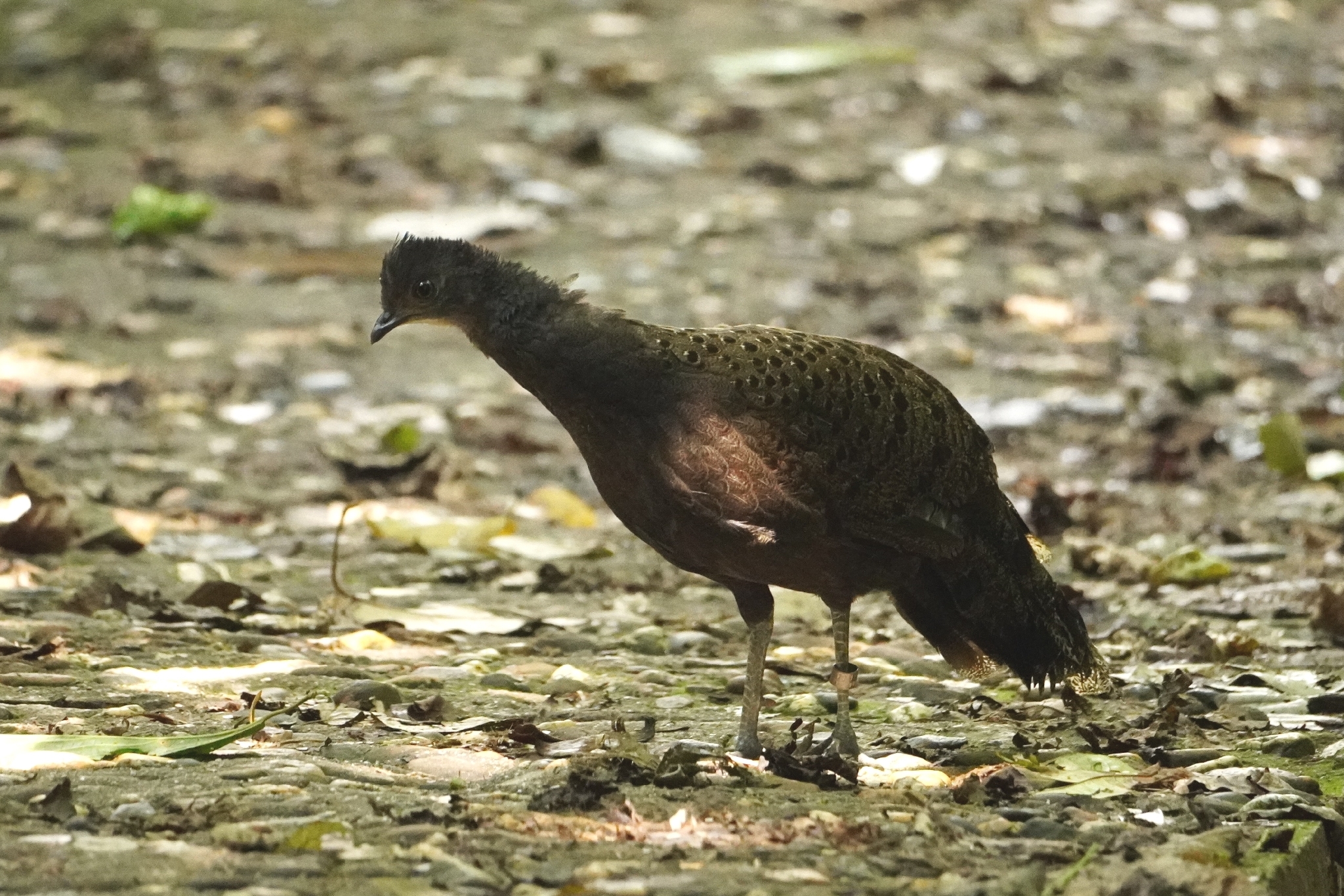 Malayan Peacock-Pheasant (Polyplectron malacense), photo 2
