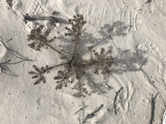 Nama carnosa