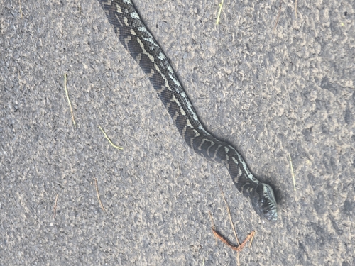 Coastal Carpet Python sighting