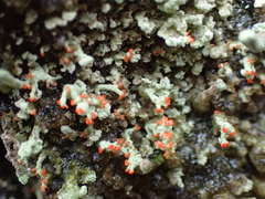 Cladonia incrassata