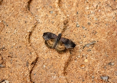 Theagenes dichrous