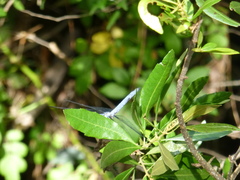 Pachydiplax longipennis
