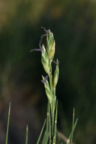Inland Saltgrass
