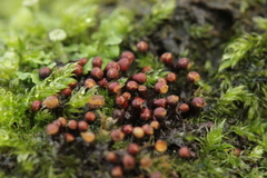 Trichia botrytis