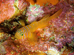 Threadfin Reefgoby photo 3