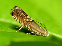 Grapholita tristrigana