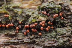 Trichia botrytis