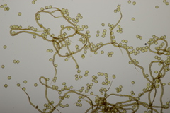 Trichia botrytis