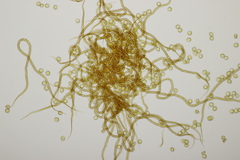 Trichia botrytis