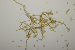 Trichia botrytis