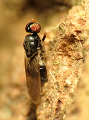 Pachygastrinae