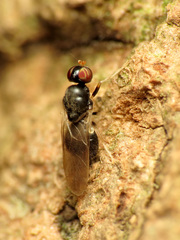 Pachygastrinae