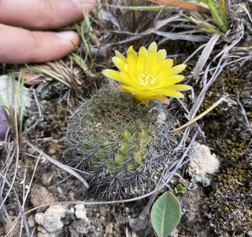 Weingartia neocumingii