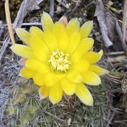 Weingartia neocumingii