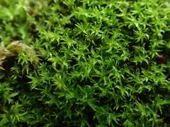 Didymodon sinuosus