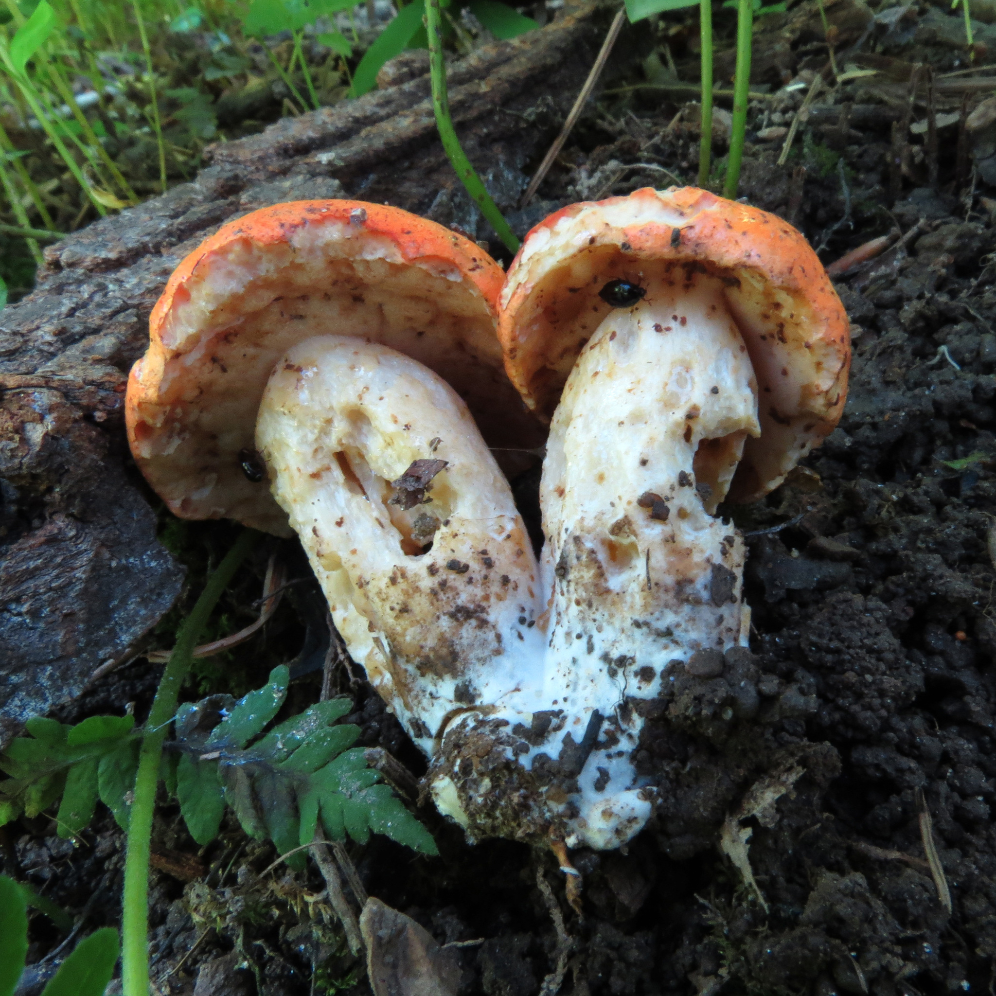 Tylopilus ballouii image