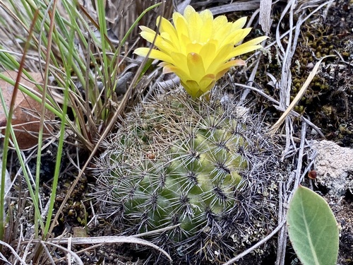 Weingartia neocumingii