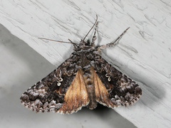 Syngrapha altera