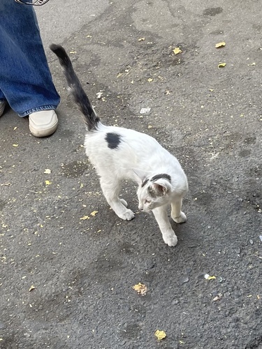Domestic Cat