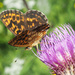 Thor's Fritillary - Photo (c) Felix Riegel, some rights reserved (CC BY-NC), uploaded by Felix Riegel