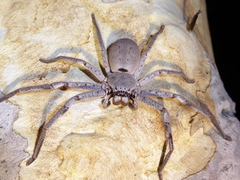 Isopeda canberrana