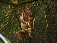 Polypedates leucomystax