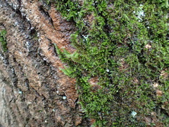 Hypnum resupinatum