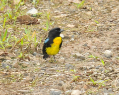 Bangsia melanochlamys