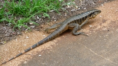 Tupinambis teguixin