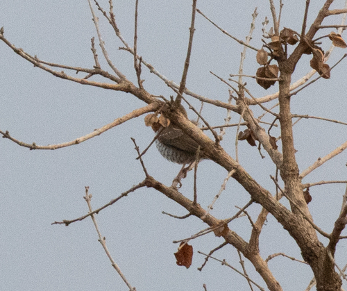 Stierling's Wren-Warbler (Calamonastes stierlingi)