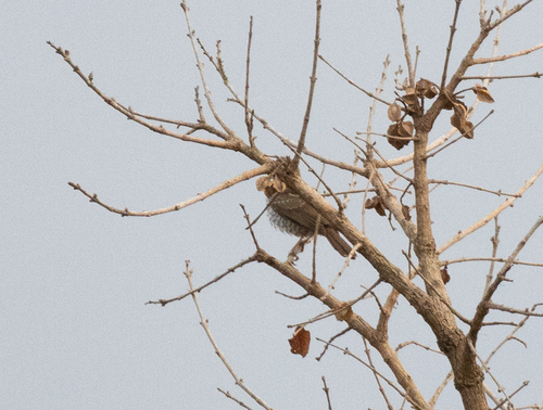 Stierling's Wren-Warbler (Calamonastes stierlingi), photo 2