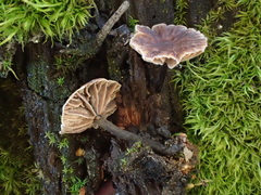 Micromphale arbuticola