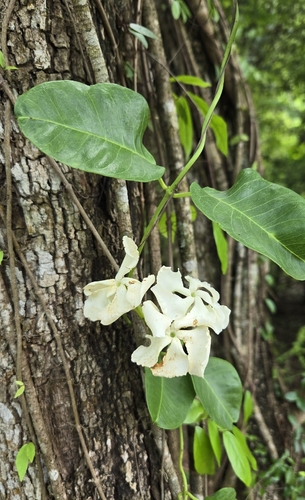 Echites umbellatus, photograph 5