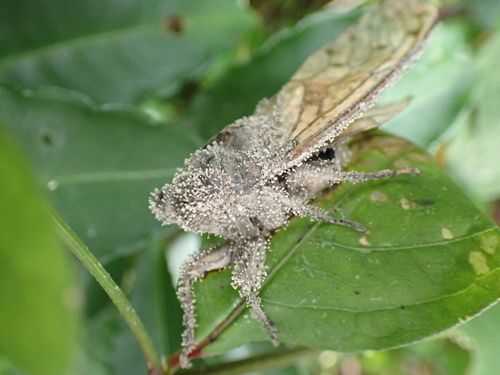 Purpureocillium takamizusanense