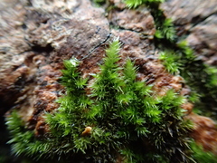 Hypnum resupinatum