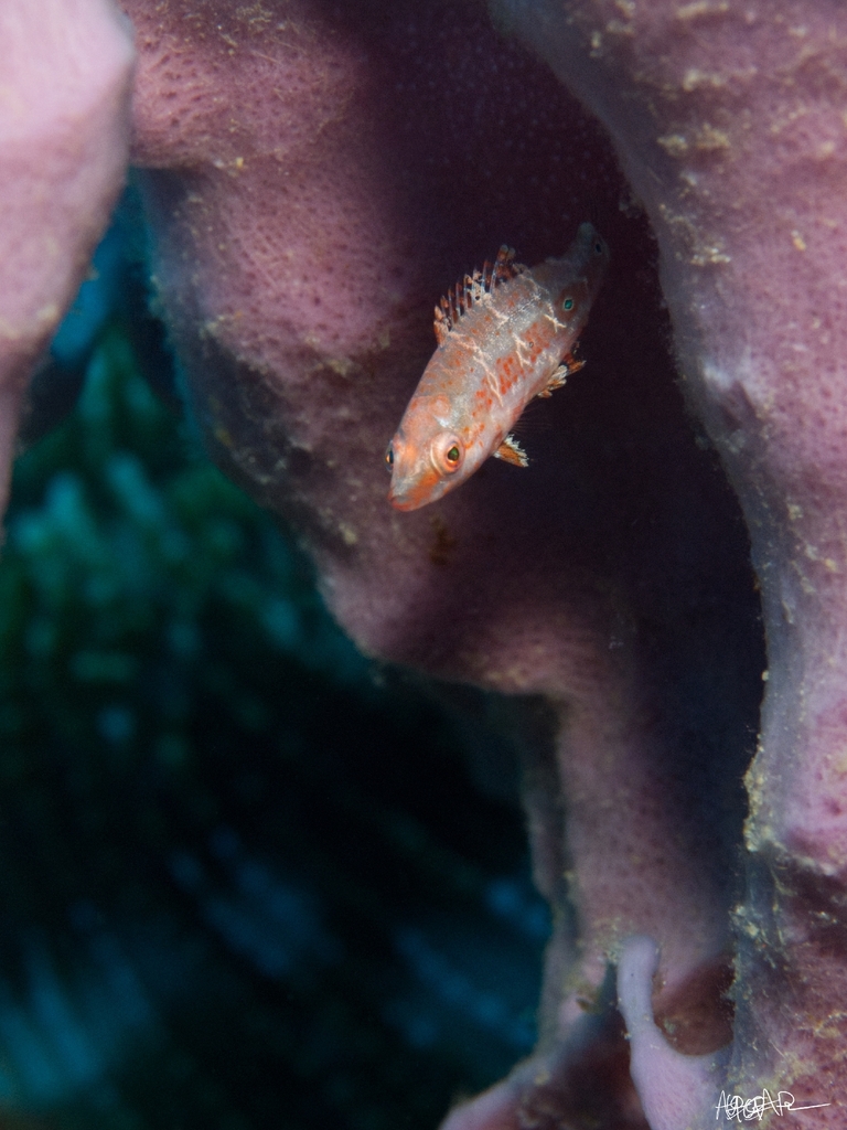 Oriental maori wrasse