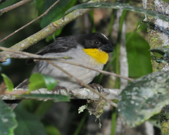 Atlapetes albinucha