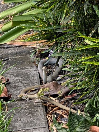 Yellow-faced Whipsnake sighting