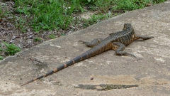 Tupinambis teguixin