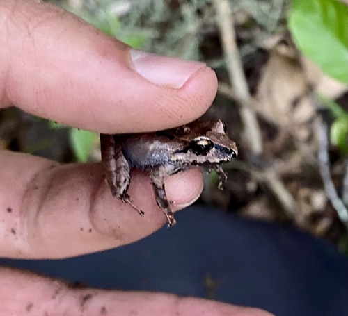 Yunganastes pluvicanorus