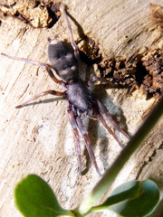 Lampona cylindrata