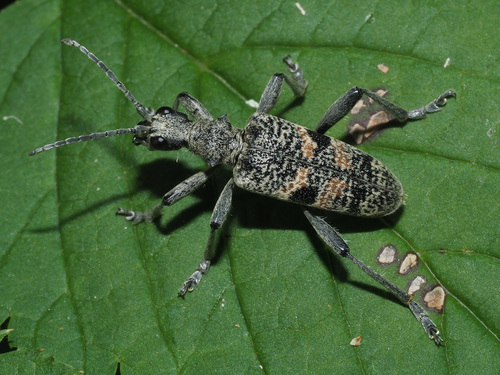 Blackspotted Longhorn Beetle
