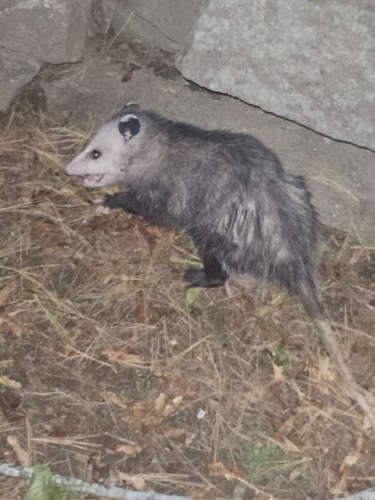 Opossum