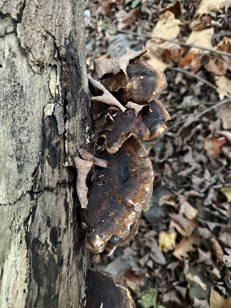 Ischnoderma resinosum · October 2025 · photo: © stephtran (iNaturalist, cc-by)