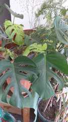 Monstera deliciosa