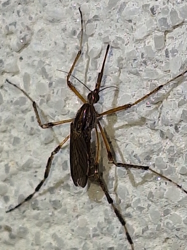 Unknown species found near Pensacola, FL 32506, USA