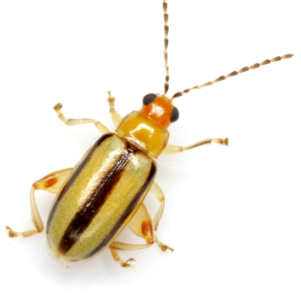 Texas Systena