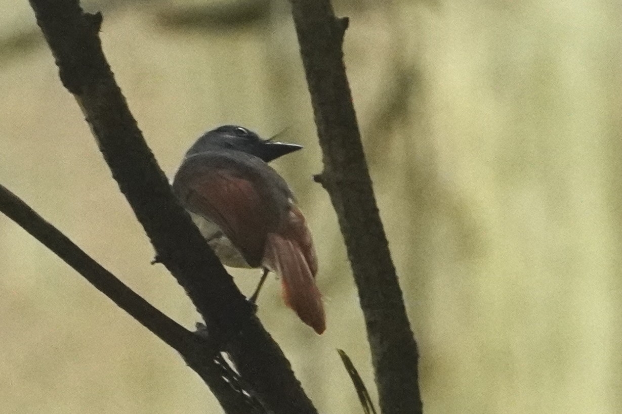 Rufous-winged Philentoma (Philentoma pyrhoptera), photo 8