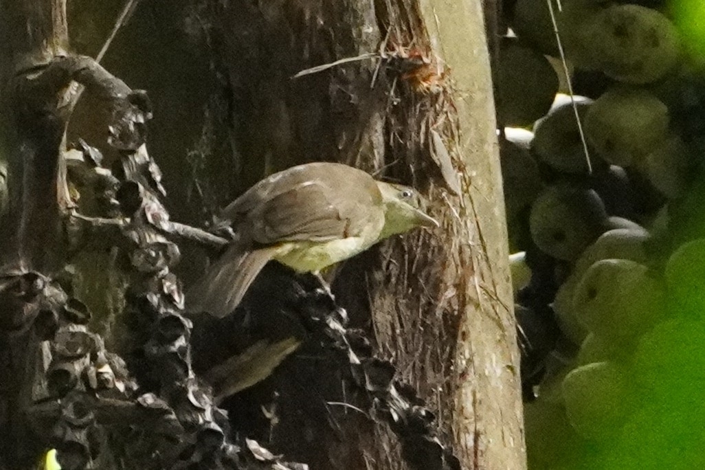 Buff-vented Bulbul (Iole crypta), photo 10
