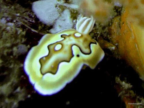 Coi's Goniobranchus — seen at this dive site